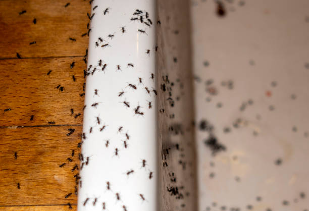Wildlife Control Services in Abingdon, IL